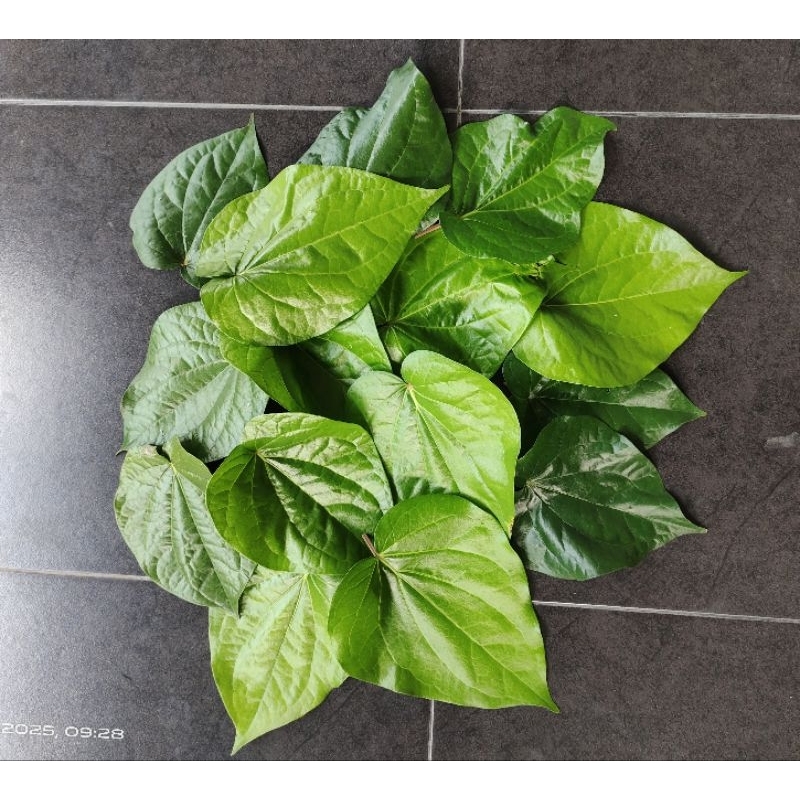 

Daun Sirih Hijau per 50 lembar