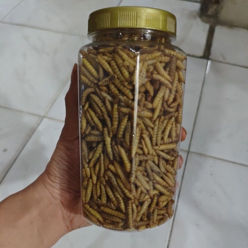 maggot kering 100gr grade A+ / maggot kering bsf