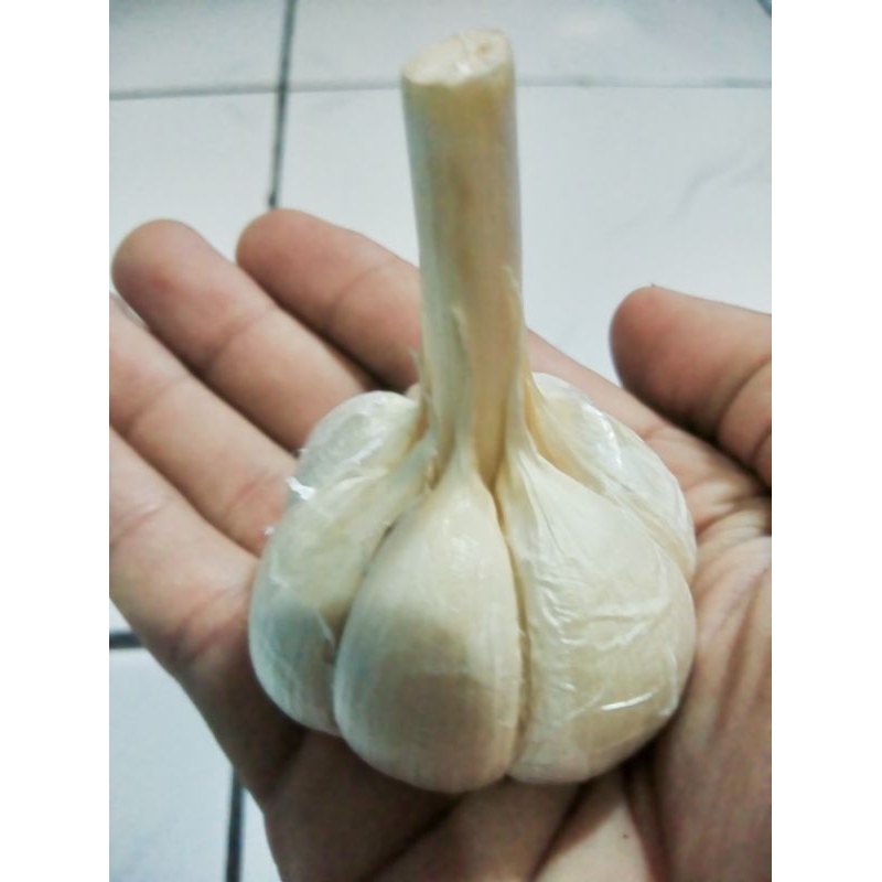 

Bawang Putih Kating Bonggol Utuh 1kg AROMA Terjaga Tersedia Harga GROSIR Untuk di jual lagi