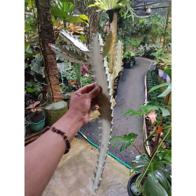 Tanaman kaktus putih/kaktus tulang 40-50cm
