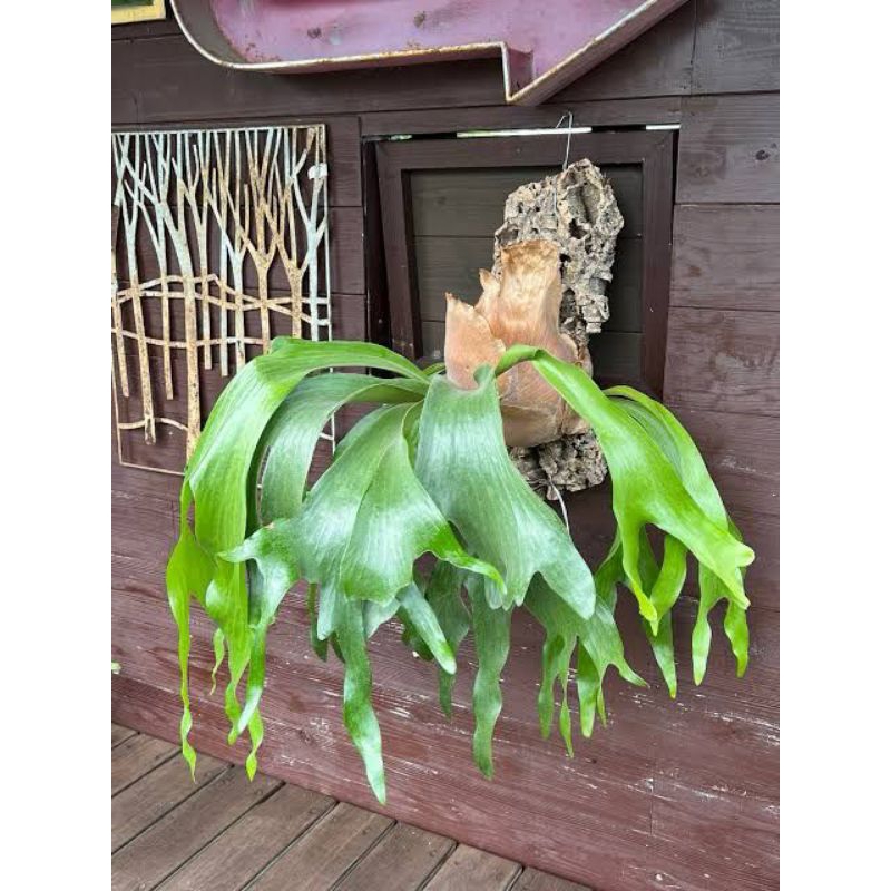 PLATYCERIUM ARTEMIS HYBRID ANAKAN