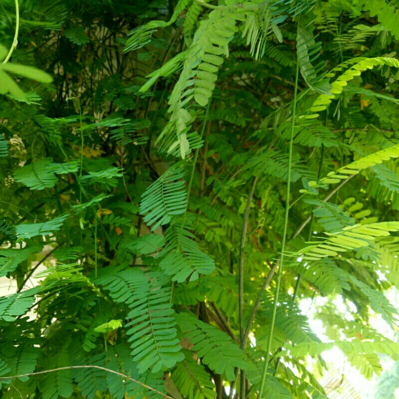 

Daun Saga per helai obat herbal alami