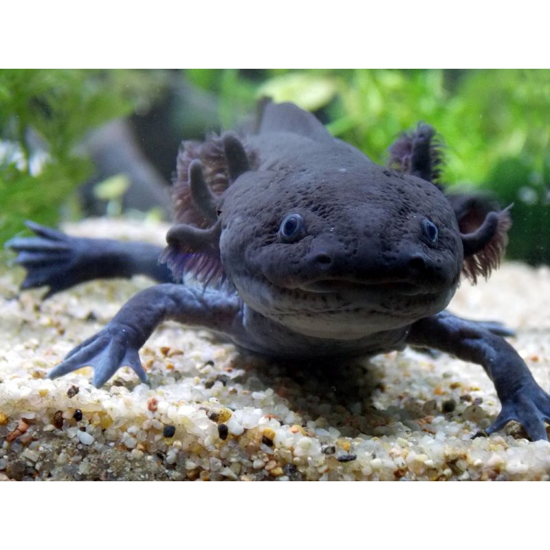AXOLOTL SALAMANDER BLACK