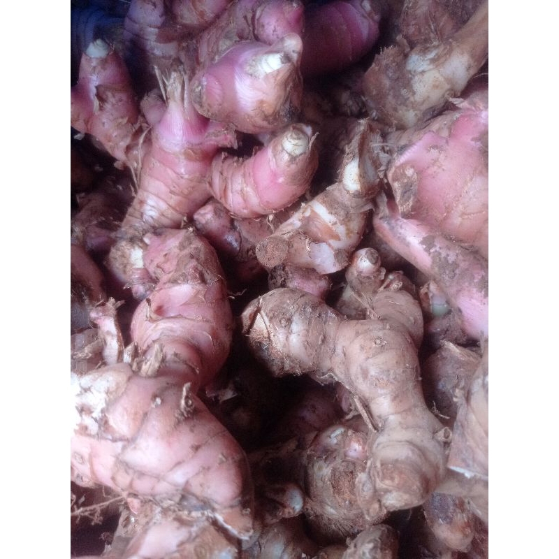 

Lengkuas 500g