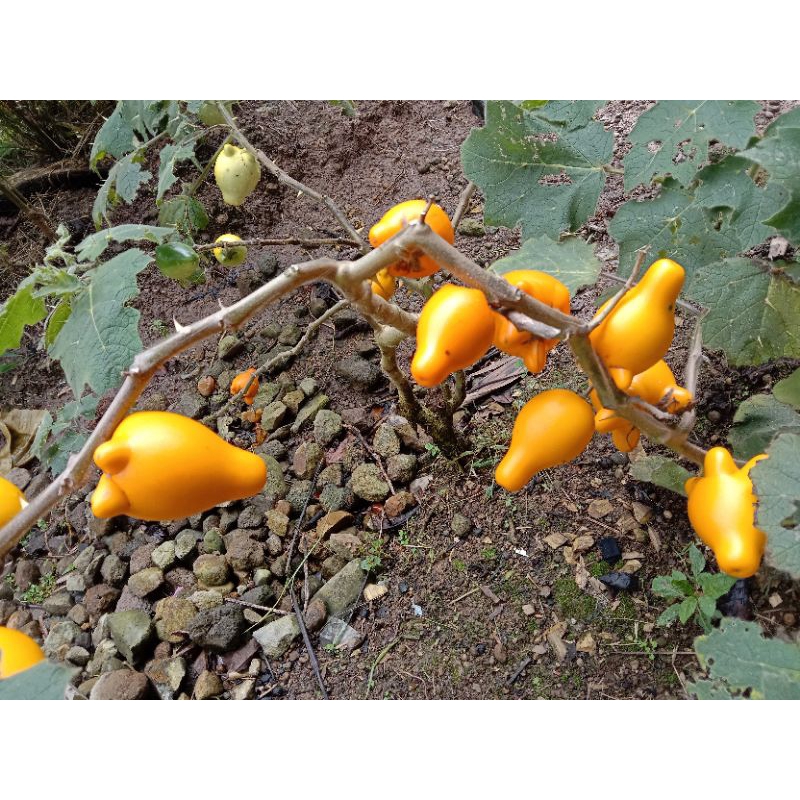 

Terong Susu Solanum mammosum buah segar