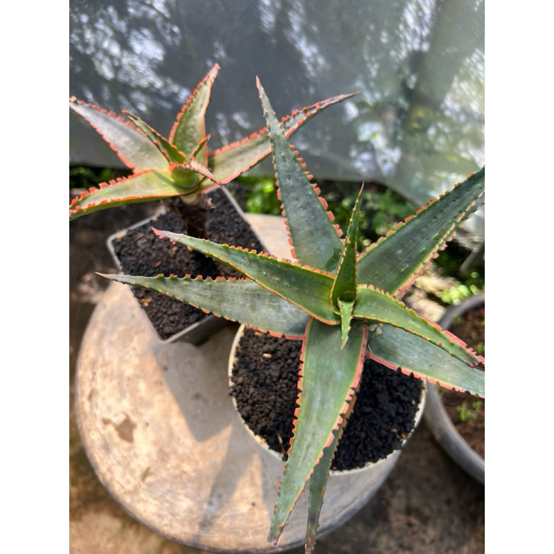 Succulent Aloe Swordfish/Sekulen Aloe Swordfish hybrid RARE