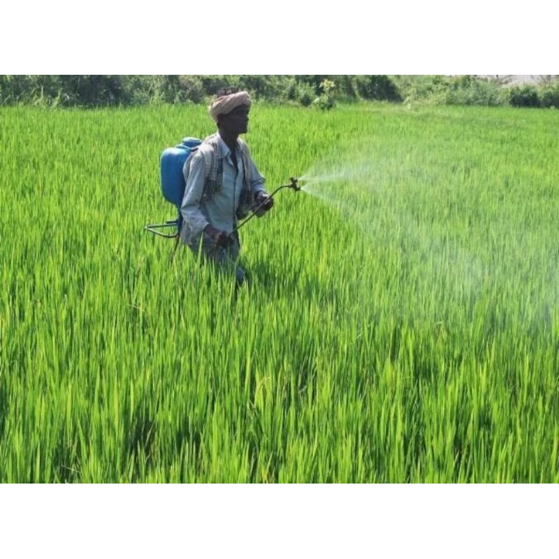 BENIH PADI  CAKRABUANA05 istimewa kemasan 1kg