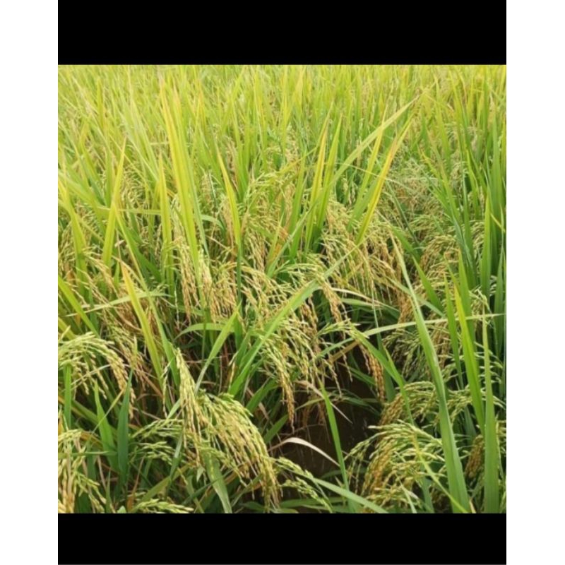 BENIH PADI TRI SULTAN KEMASAN 5 KG