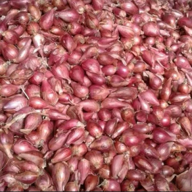 

Bawang Merah Sedeng Kecil