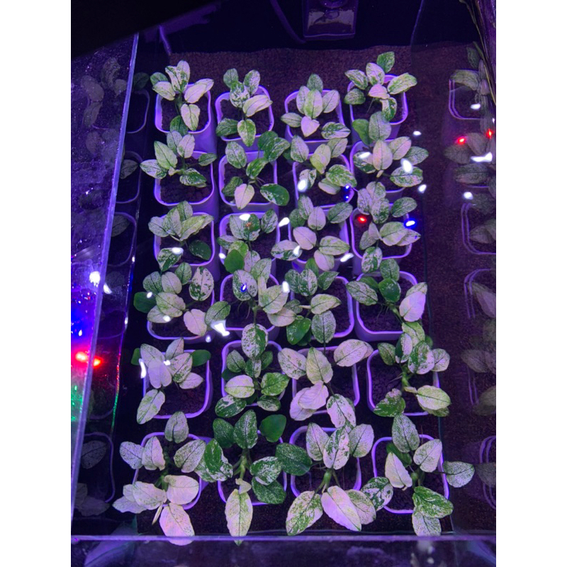 Anubias Pinto Dennerle