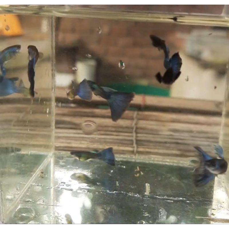 packing sterofoam guppy Singa blue tail