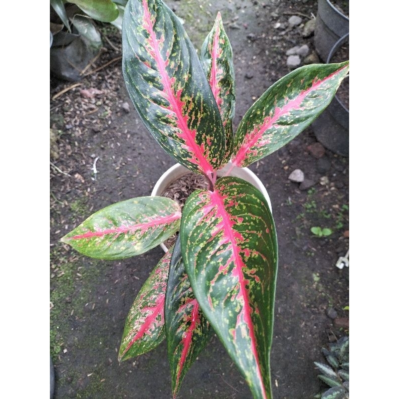 AGLONEMA HOTLADY INDUKAN