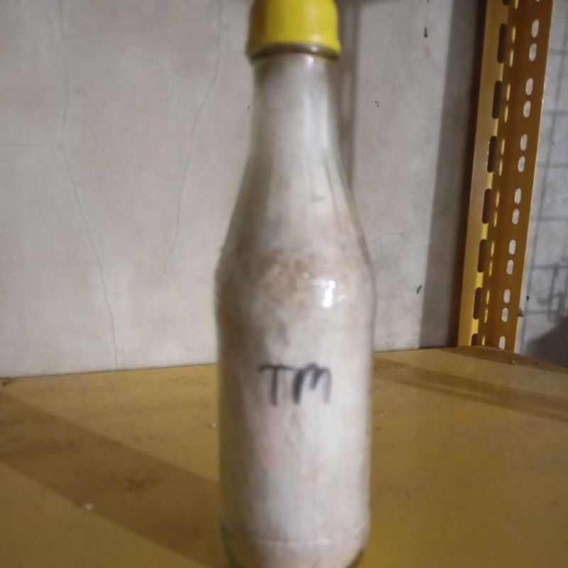 bibit jamur tiram pink f1