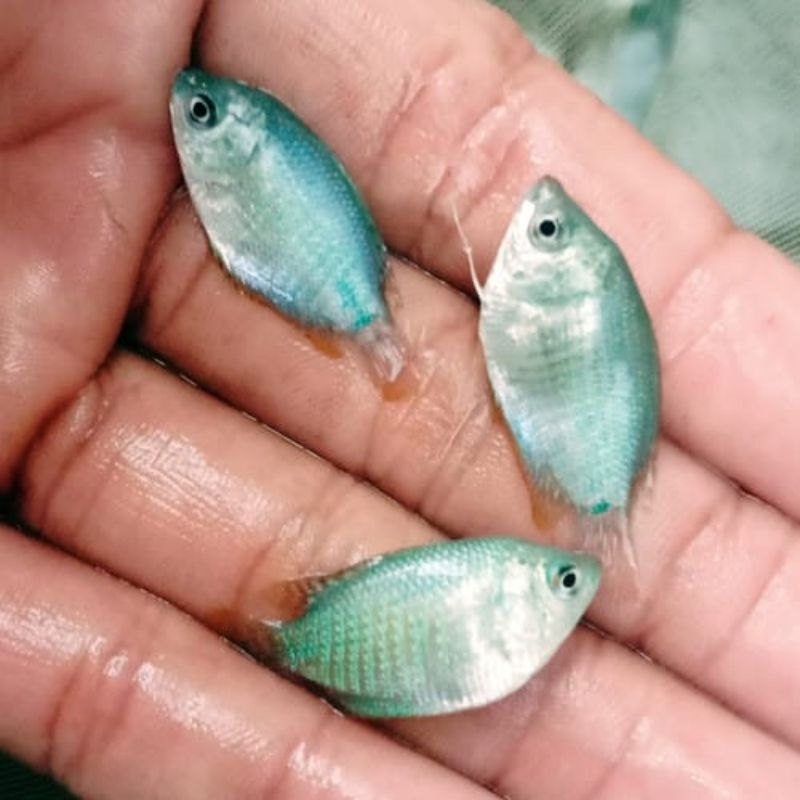 paket sepat ralis cowoan isi 15e / ikan hias / hiasan aquarium