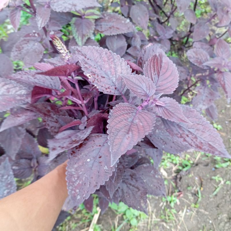 

Daun iler atau jawer kotok segar 1 kg