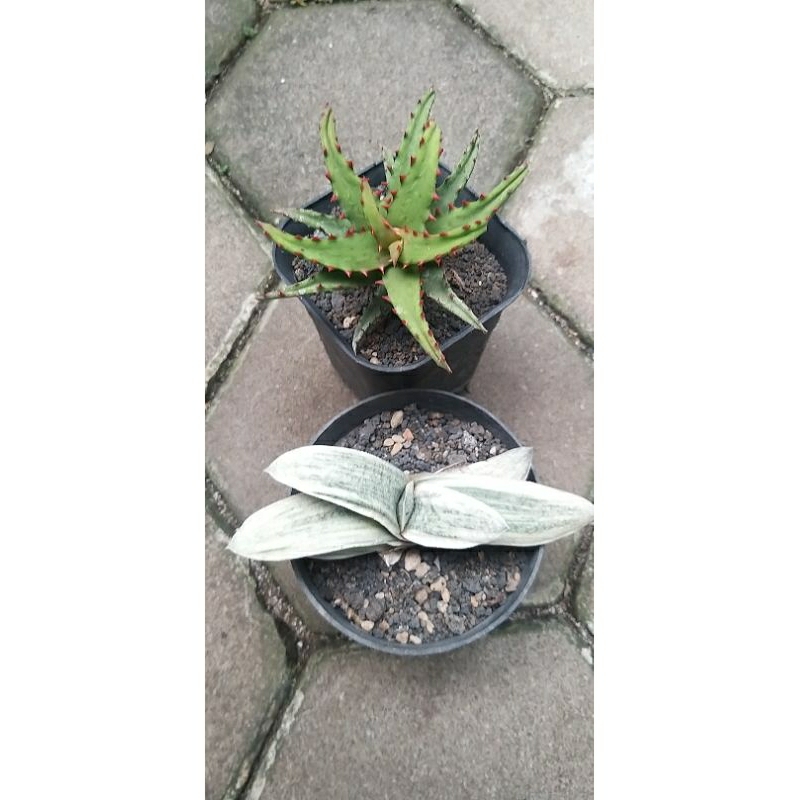 paket aloe n gasteria