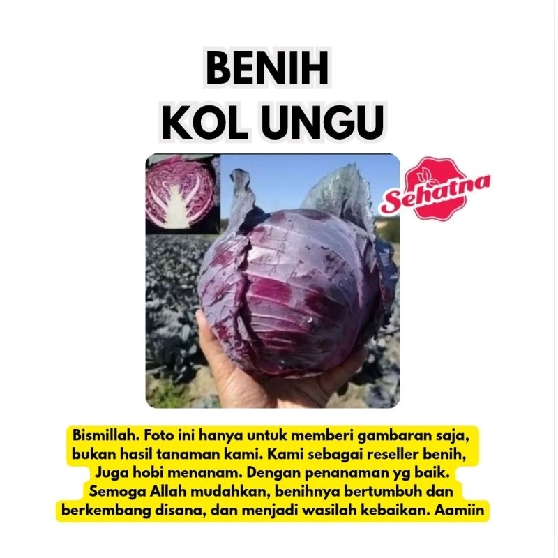 

BENIH KOL UNGU BENIH SAYUR