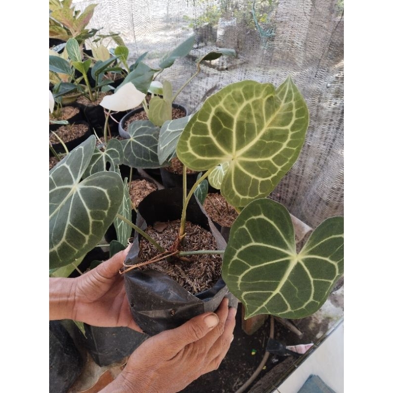 Kuping Gajah Tarantula/Clarinervium/Kuping Gajah Karet