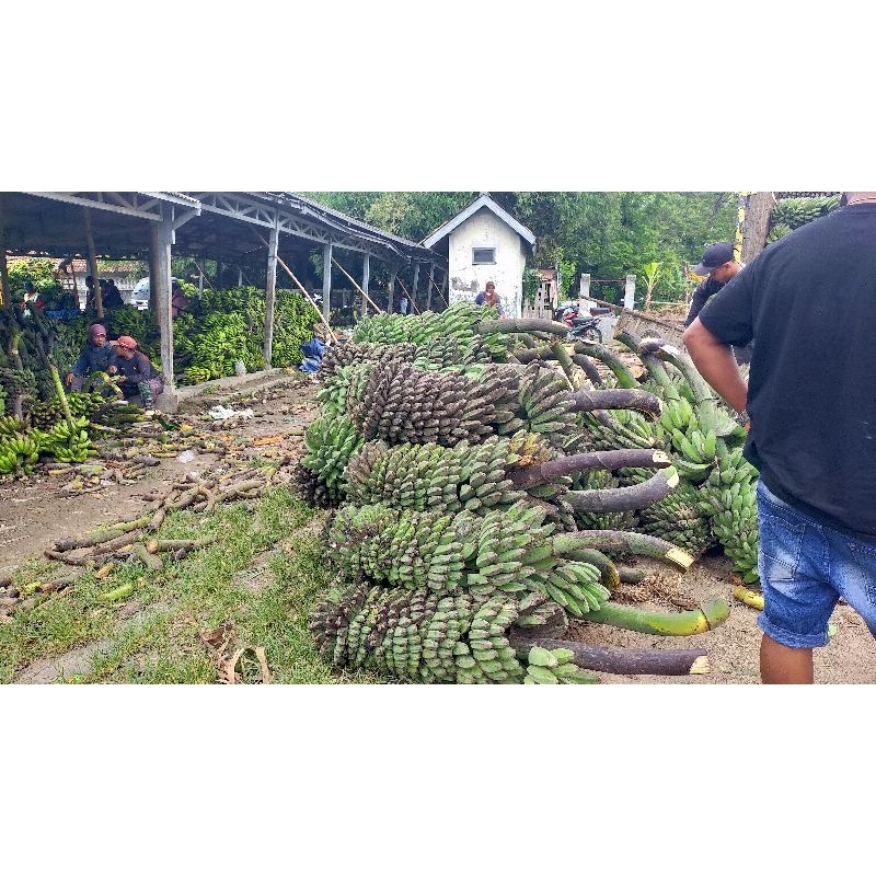 

pisang pipit kuning buah pisang pisang kepok banjar pisang kepok kuning pisang pulen pisang jawa asli pisang murah