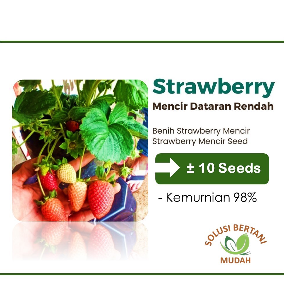 Bibit Benih Buah Strawberry Mencir Unggul