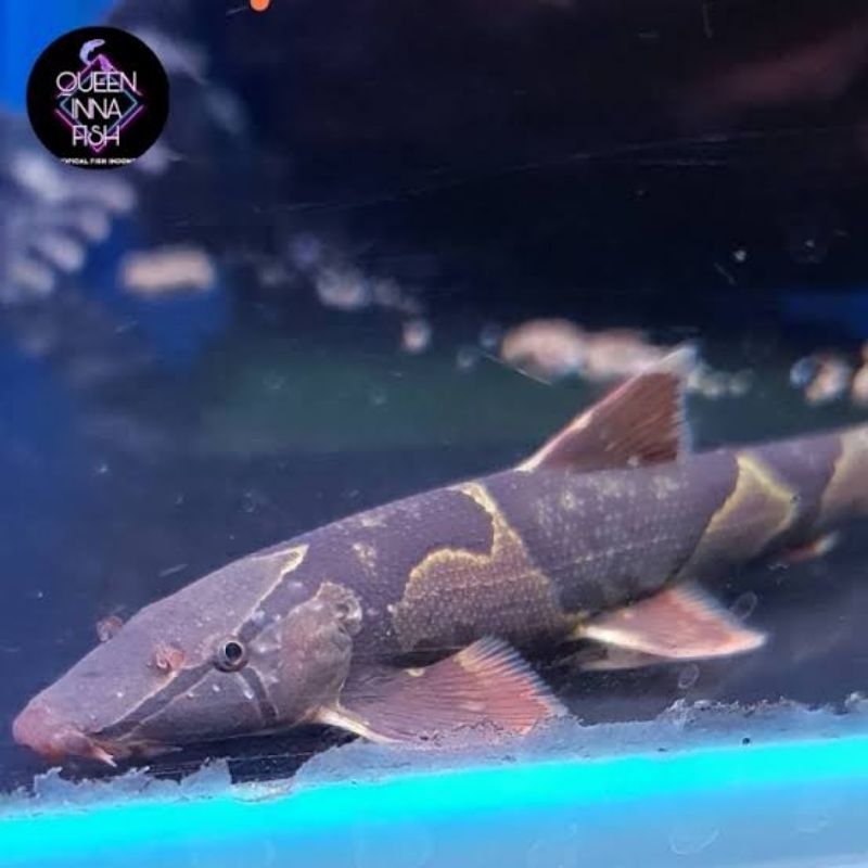 IKAN HIAS HOMALOPTERA SIZE 11-12cm PEMAKAN ALGA LUMUT - IKAN HIAS AQUASCAPE AQUARIUM