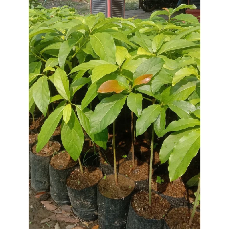 Bibit Alpukat Aligator Jumbo