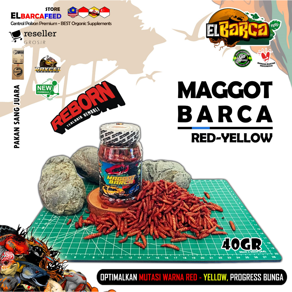 MAGGOT BARCA SUPER RED-YELLOW Pakan ikan predator channa maru, spot auranti pulchra, rim limbata
