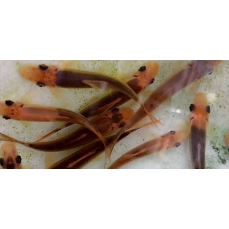 Cae algaeter pembersih alga / ikan hias / Hiasan Aquarium