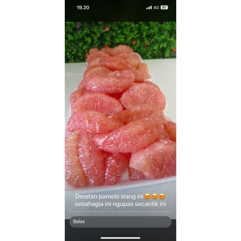 

jeruk pamelo berat 10kg