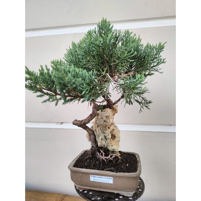 Cemara Blue Sinensis