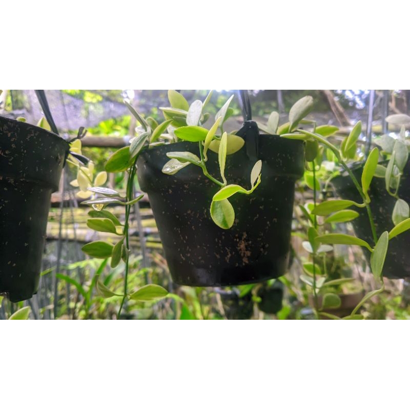 Tanaman Hias Pohon Gantung Dischidia Varigata Atau Hoya Varigata Rimbun