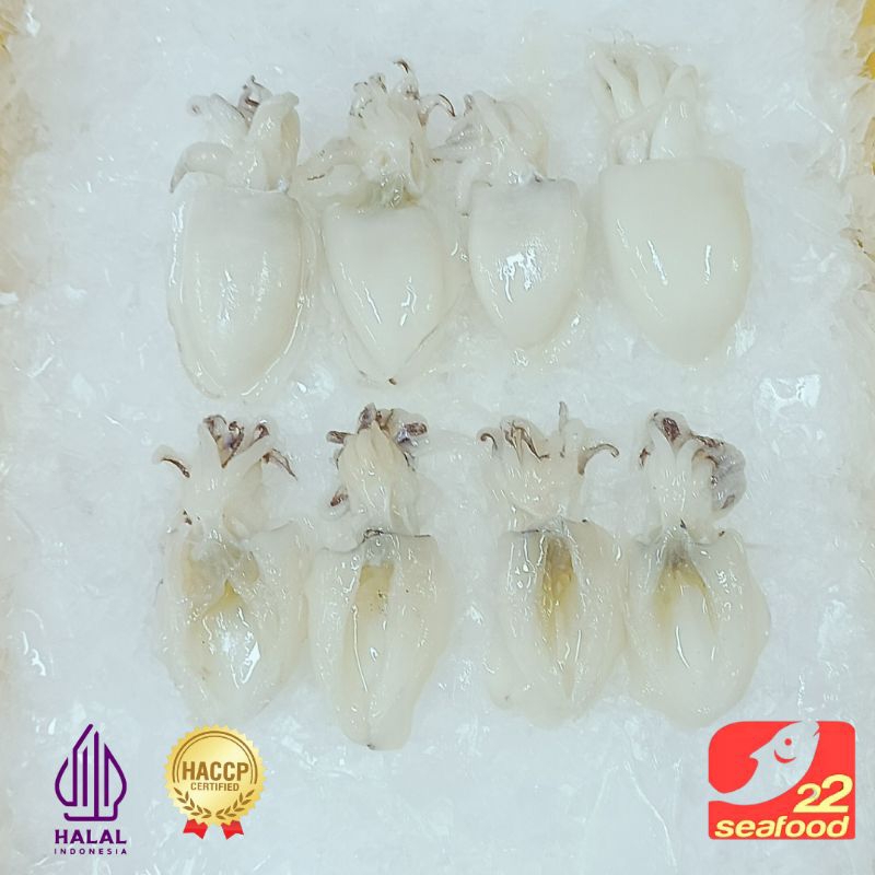 

Sontong Blakutak Kupas 500 gram / Cuttlefish / Seafood 22