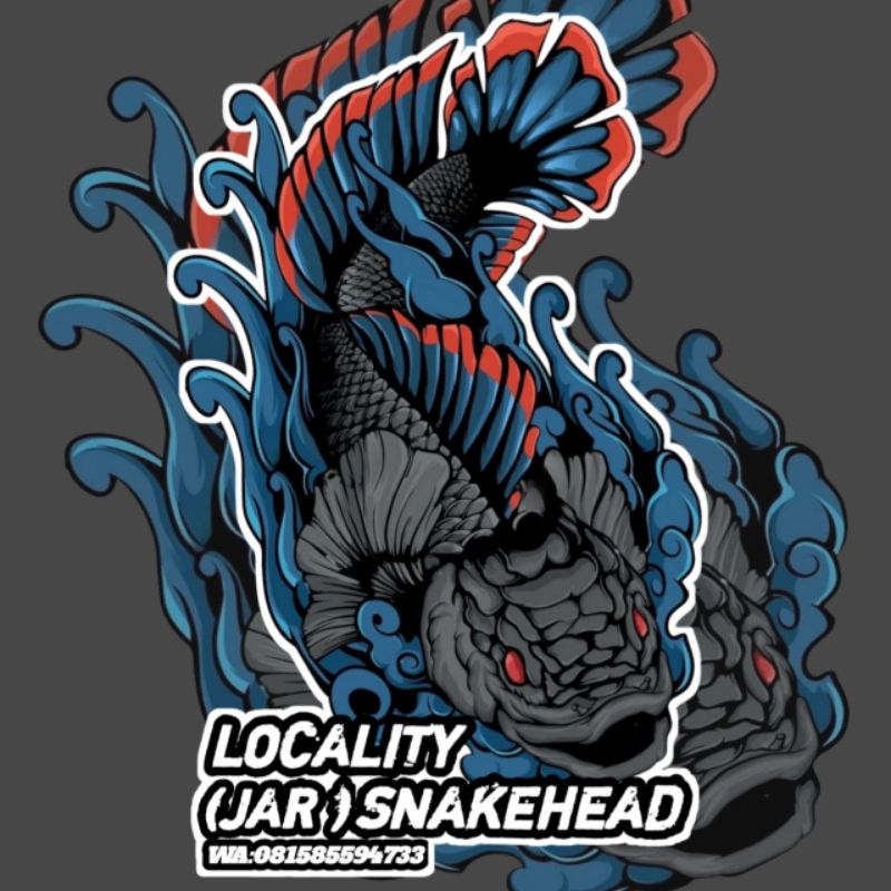 KAYU CHANA BLUE PULCHRA SIZ 8.9 CM