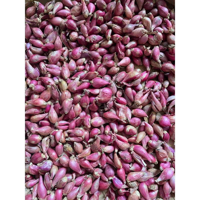 

BAWANG MERAH BREBES MURAH UKURAN KECIL 1KG