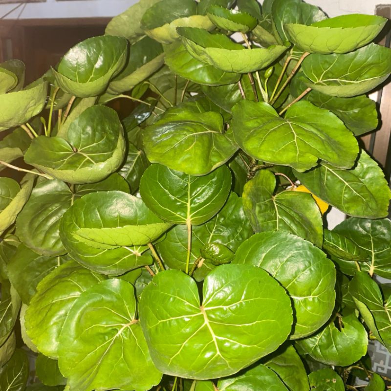 

Daun Mangkokan Segar Baru di petik obat Herbal Segala Macam Kesehatan