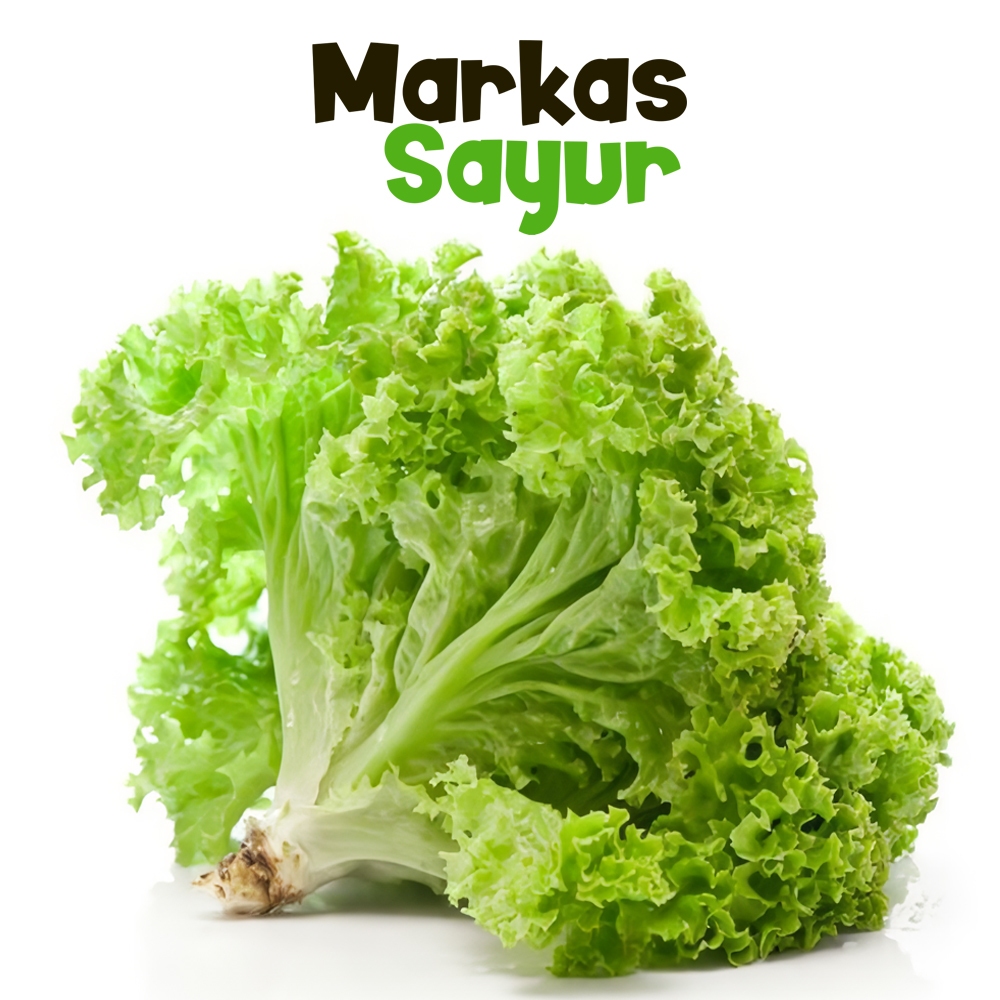 

Selada Keriting - Markas Sayur
