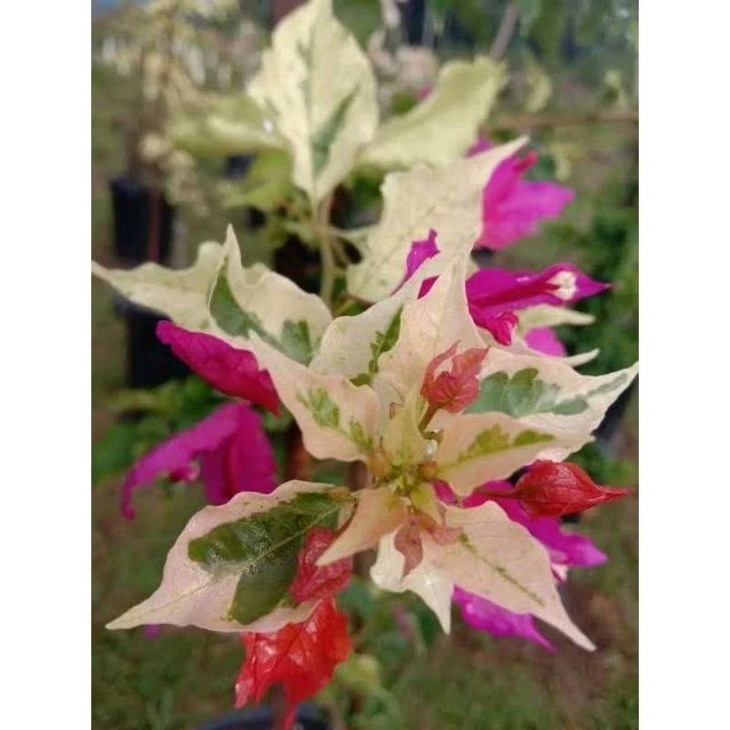 bunga bougenville varigata import eltinto