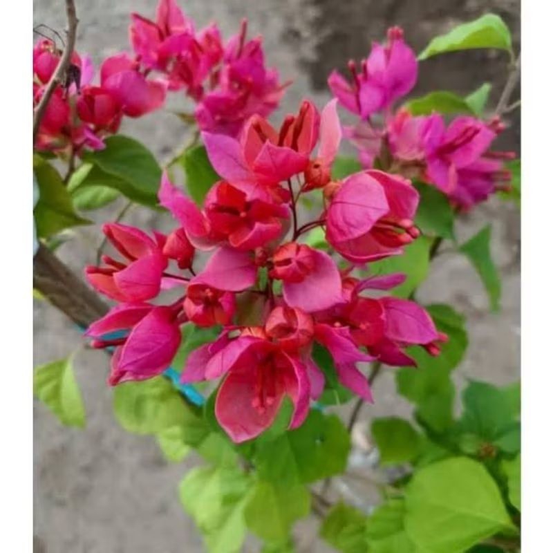 bunga bougenville import peacock ori bukan grafting