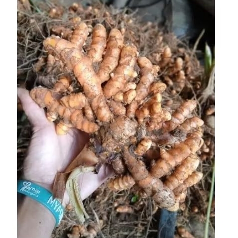 

kunyit kunir segar fresh baru petik