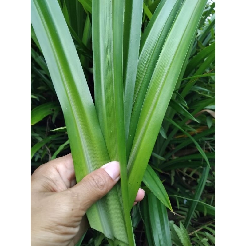 

Termurah 2500 daun pandan wangi fress isi 10-20 helai