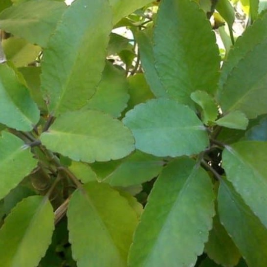 

Daun Cocor Bebek / sosor bebek perlembar