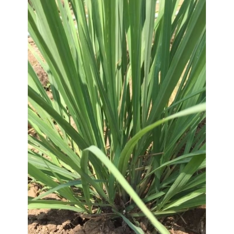 

Sereh Dapur 1kg fresh