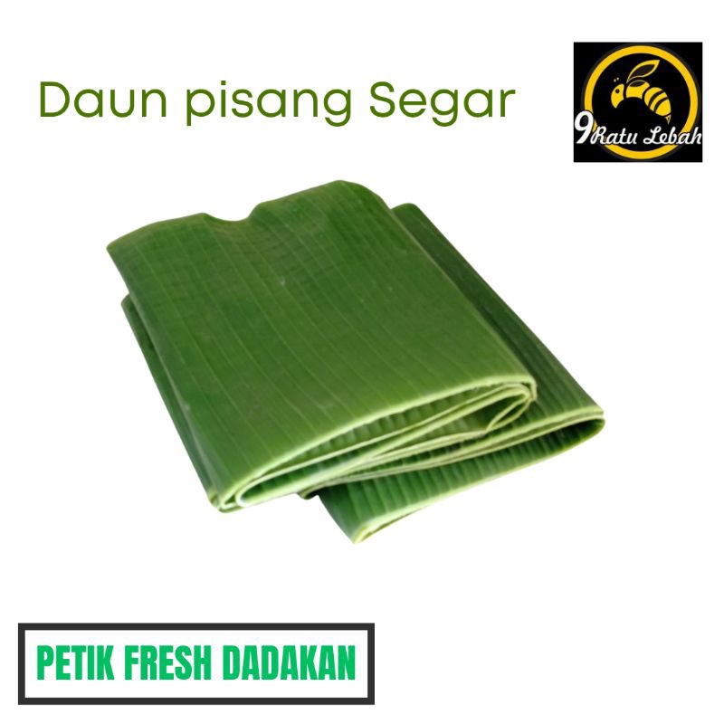 

Daun Pisang Segar Klutuk/batu - Serbaguna & Alami (1ikat 2 -3 lembar)