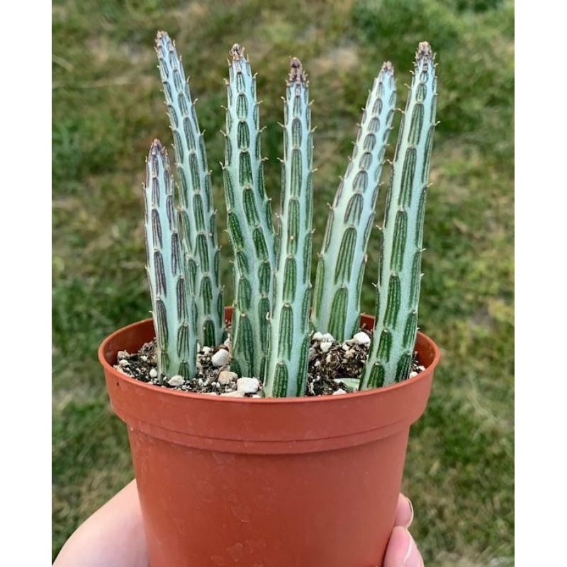 

SUKULEN PENSIL, SENECIO STAPELIIFORMIS