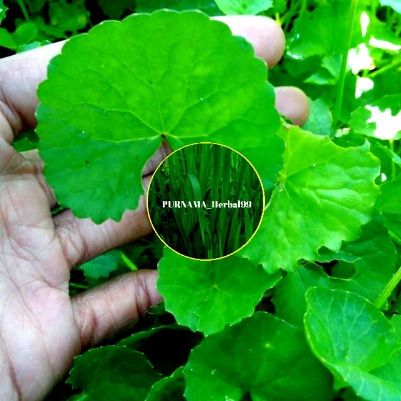 Jual daun pegagan segar 500 gram atau daun pegagan fresh daun pegagan petik langsung