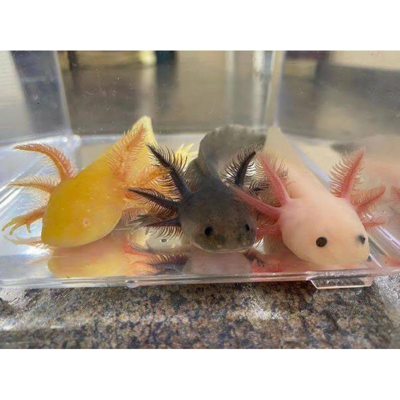 AXOLOTL SALAMANDER GOLDEN