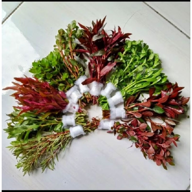 Tanaman AQuascape Campuran 10 bundle 10 Jenis tanaman aquascape