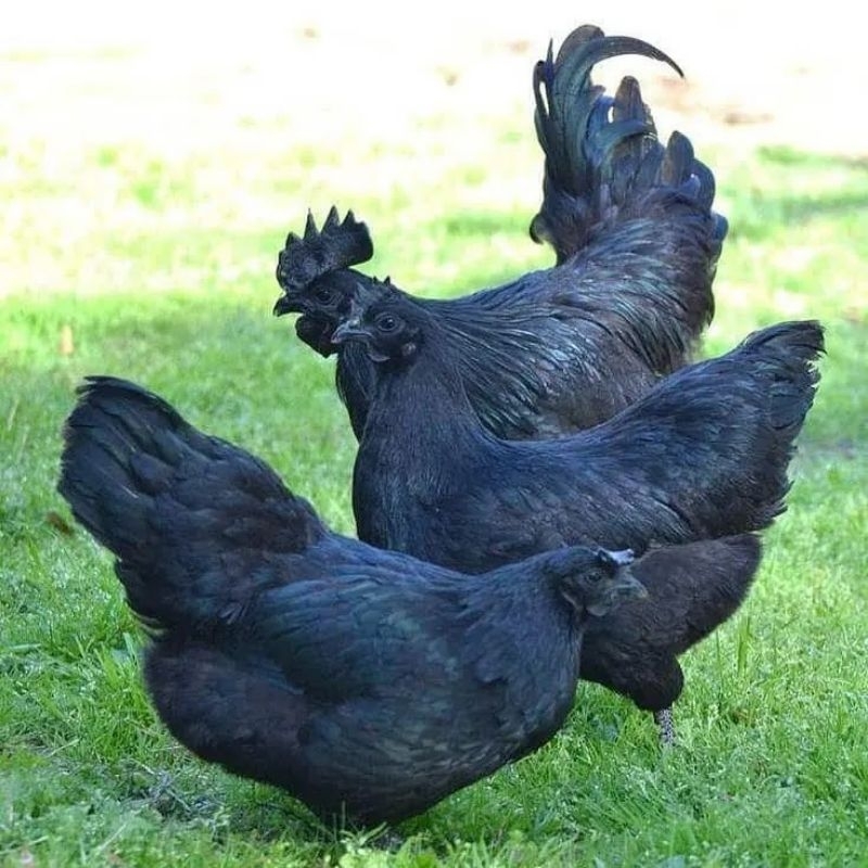 

paket hemat 5 Telur Tetas Ayam Camani fertil ORI siap ditetaskan