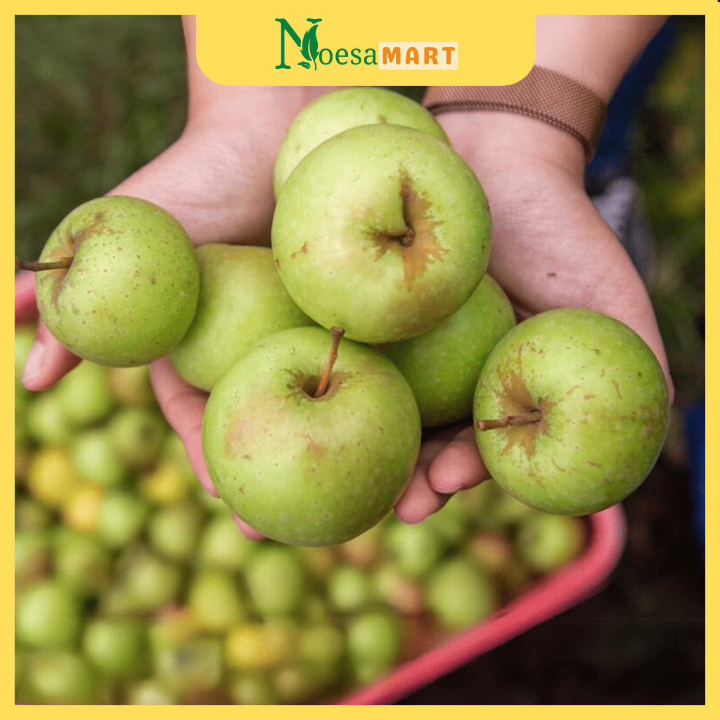

BERGARANSI! Apel Malang Manalagi Fresh 1kg, 5kg, dan 10kg | Oleh-Oleh Khas Batu malang
