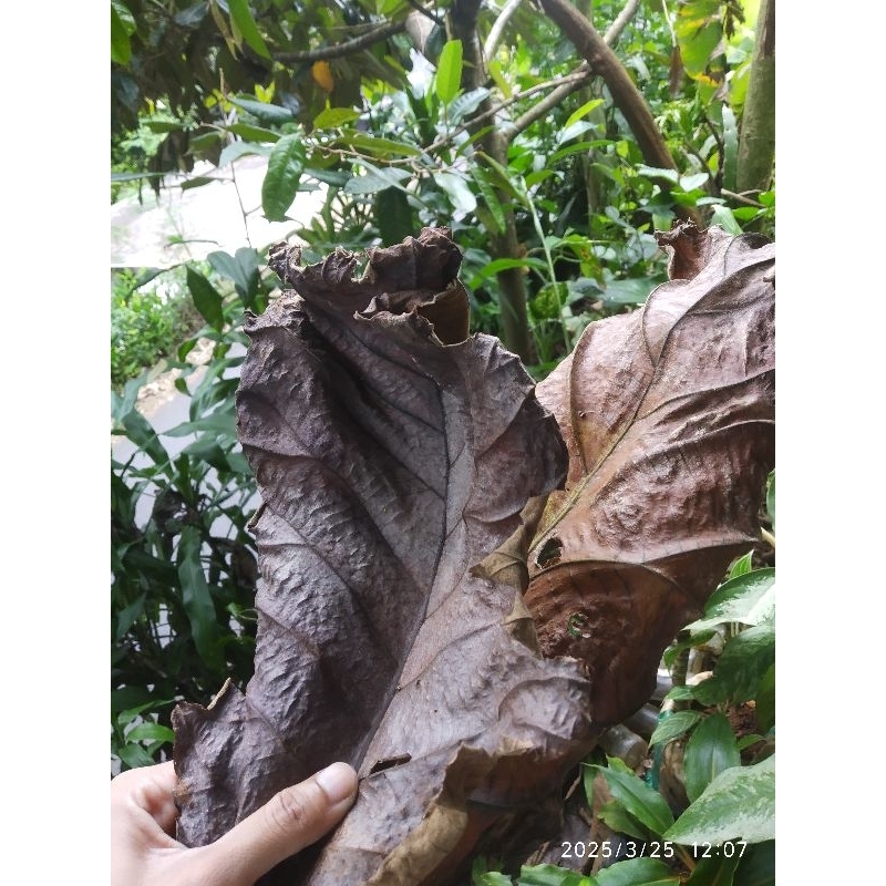 

Daun jati kering 200 gr